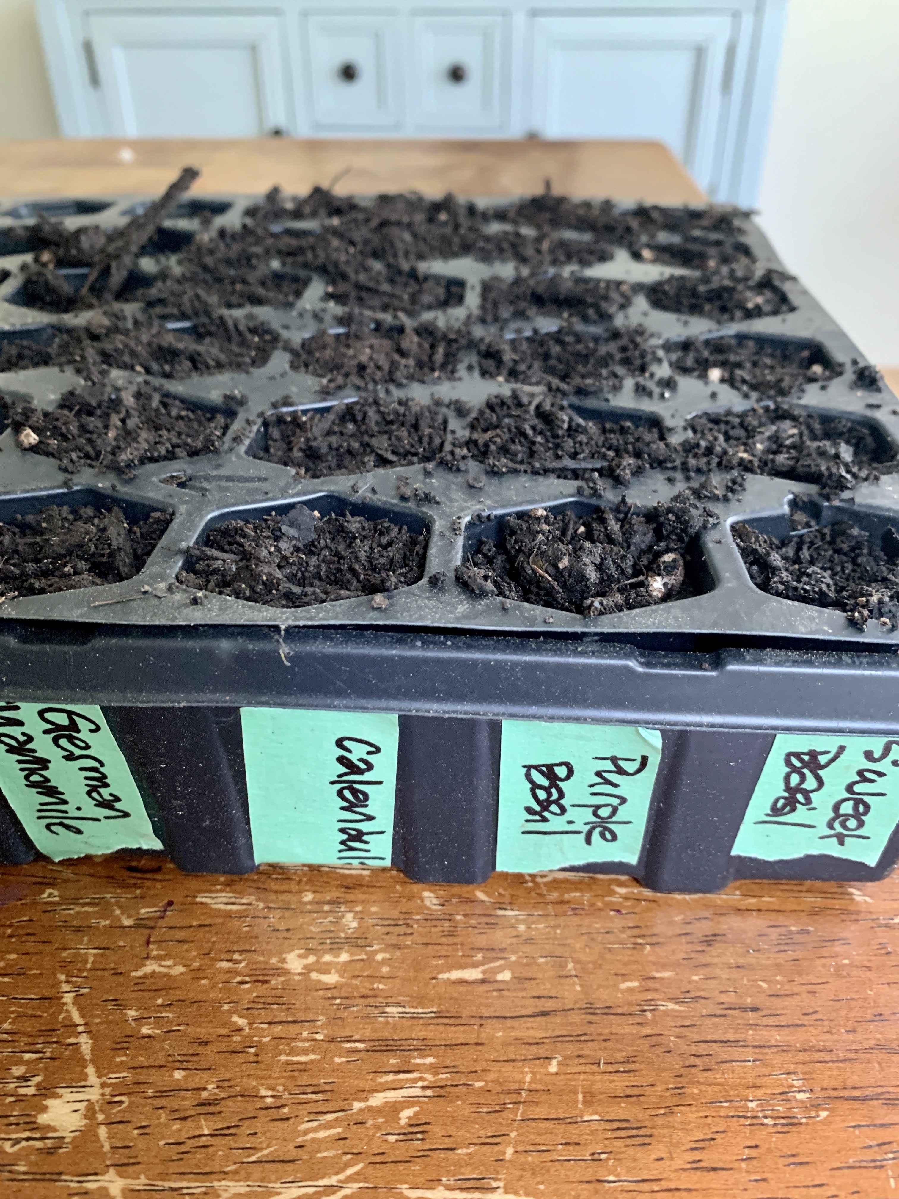 Seedlings